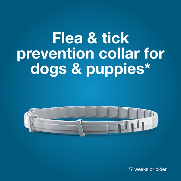 Vet-Recommended Flea & Tick Prevention Collar for Large Dogs Over 18 lbs., Count of 1